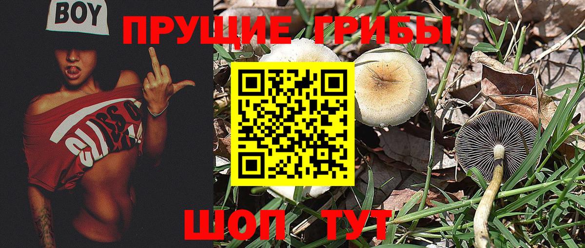 дарнет шоп  Вход с VPN  Нижневартовск  Псилоцибиновые грибы мицелий 